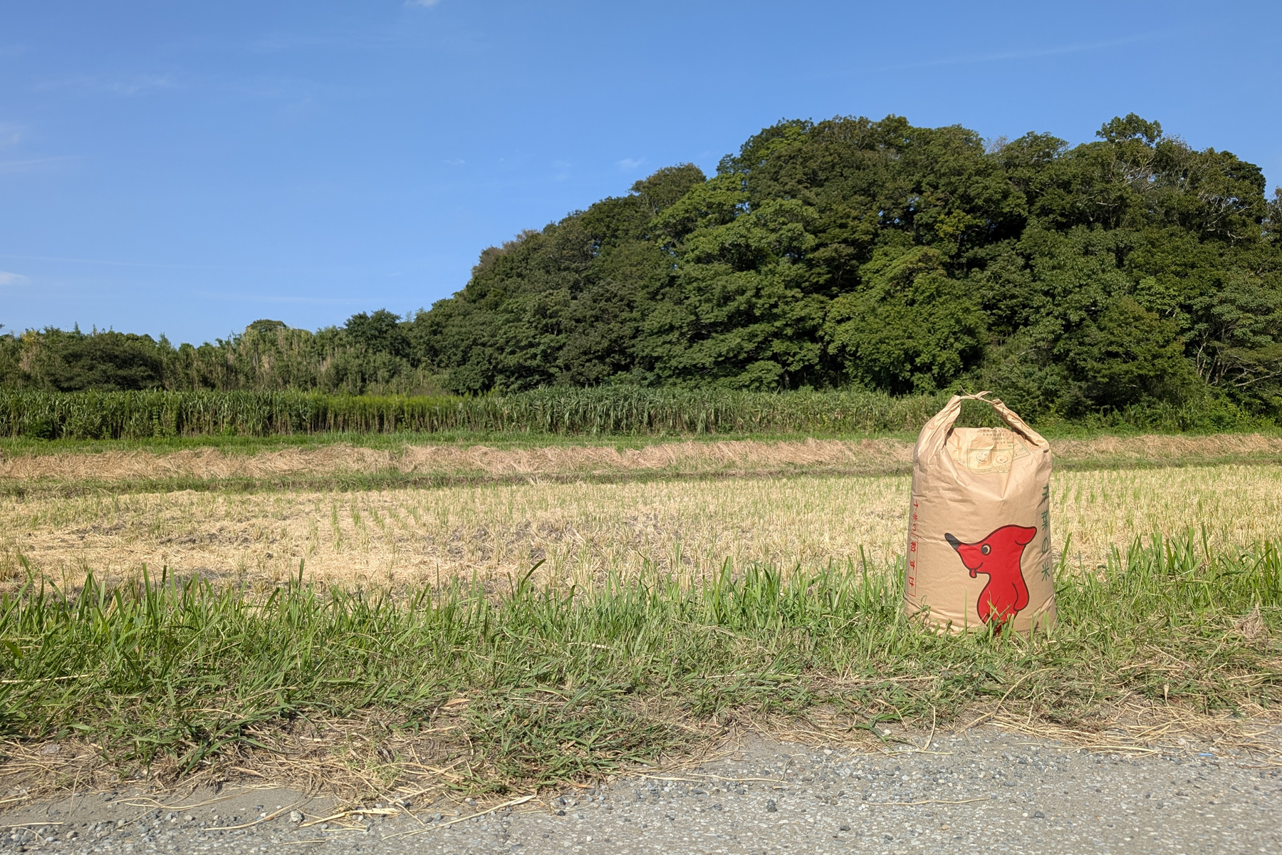君津の朝めし、この秋のお米は君津産の新米「粒すけ」です！